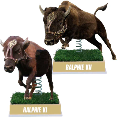 Colorado Buffaloes Live Mascot Bobblehead Set (Presale) - Image 2